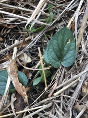 Viola villosa