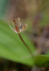 Scoliopus hallii
