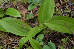 Scoliopus hallii