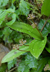 Scoliopus hallii