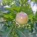 African Eggplant - Photo (c) flint_jack, some rights reserved (CC BY-NC)