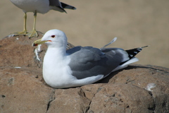 Larus californicus