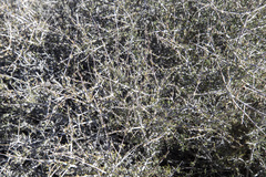 Coleogyne ramosissima