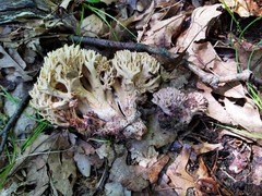 Ramaria coulterae