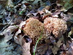 Ramaria coulterae