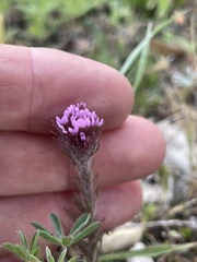 Castilleja exserta