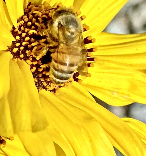 iNaturalist observation photo of Western Honey Bee