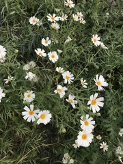 Layia pentachaeta albida