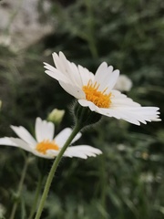 Layia pentachaeta albida