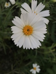 Layia pentachaeta albida