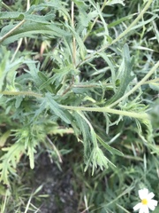 Layia pentachaeta albida