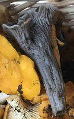 Craterellus venosus