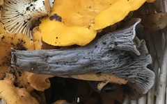 Craterellus venosus