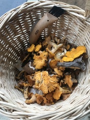 Craterellus venosus