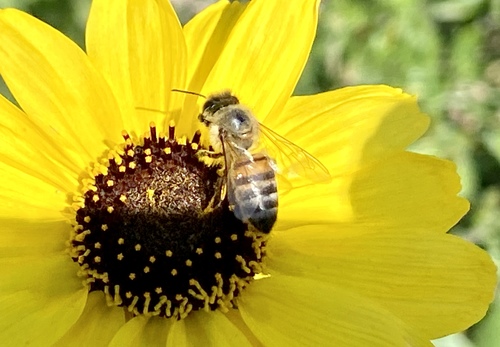 iNaturalist observation photo of Western Honey Bee