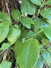 Piper glabrescens