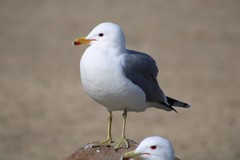 Larus californicus
