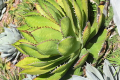 Agave bovicornuta