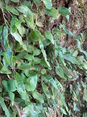 Microgramma piloselloides