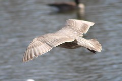 Larus glaucescens