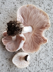 Pluteus petasatus