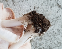 Pluteus petasatus