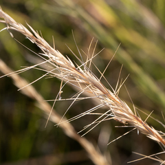 Aristida nitidula