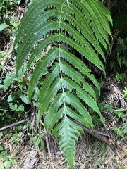 Cyathea horrida