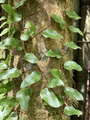 Microgramma piloselloides