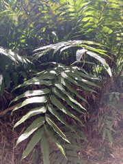 Meniscium reticulatum