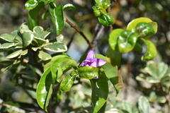 Cryptostegia madagascariensis