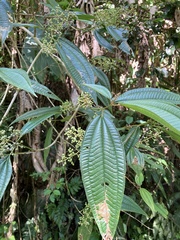Miconia laevigata