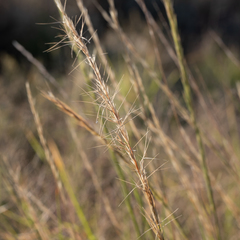 Aristida nitidula