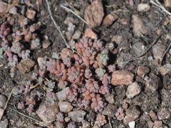 Sedum nuttallii