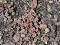 Sedum nuttallii