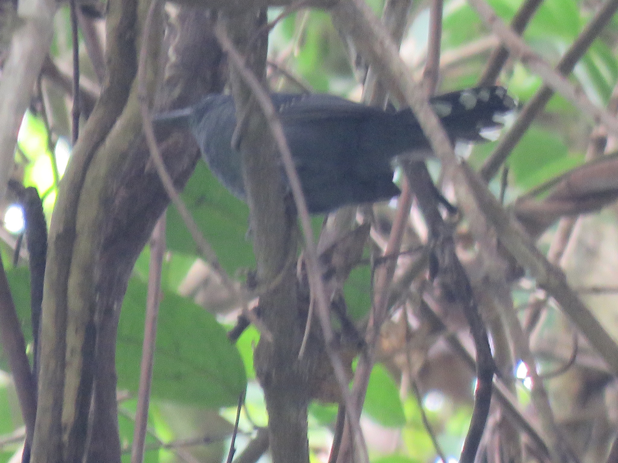 Grey Antbird (Cercomacra cinerascens), photo 4