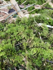 Thuidium urceolatum