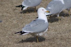 Larus delawarensis