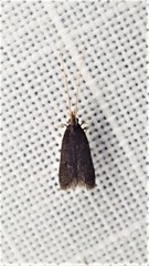 Lecithocera terrigena