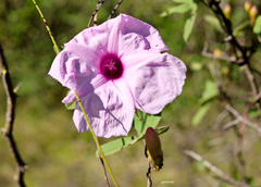 Ipomoea bonariensis