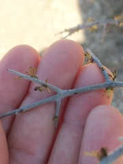 Forestiera angustifolia