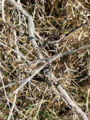 Forestiera angustifolia