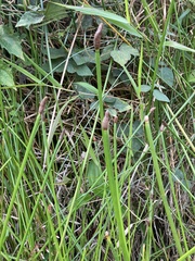 Eleocharis elegans