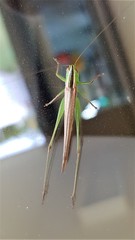 Conocephalus upoluensis