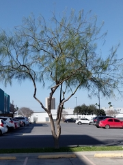 Parkinsonia aculeata