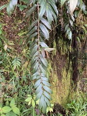 Marcgravia rectiflora