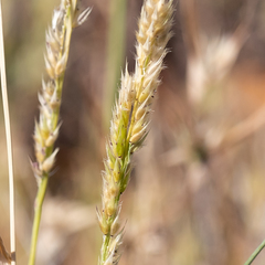 Eriochloa australiensis