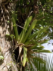 Vriesea macrostachya