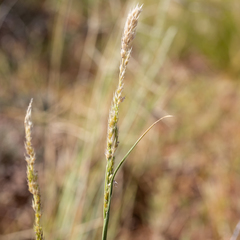 Eriochloa australiensis