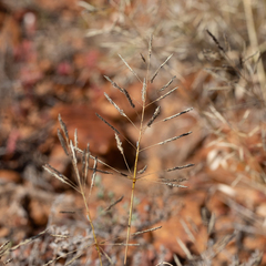Sporobolus actinocladus